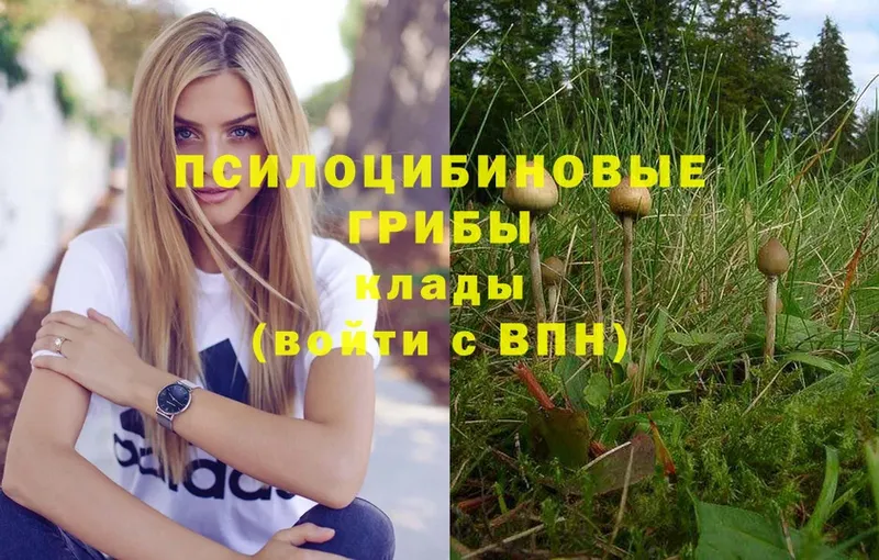 где продают   blacksprut ТОР  Псилоцибиновые грибы Magic Shrooms  Камешково 